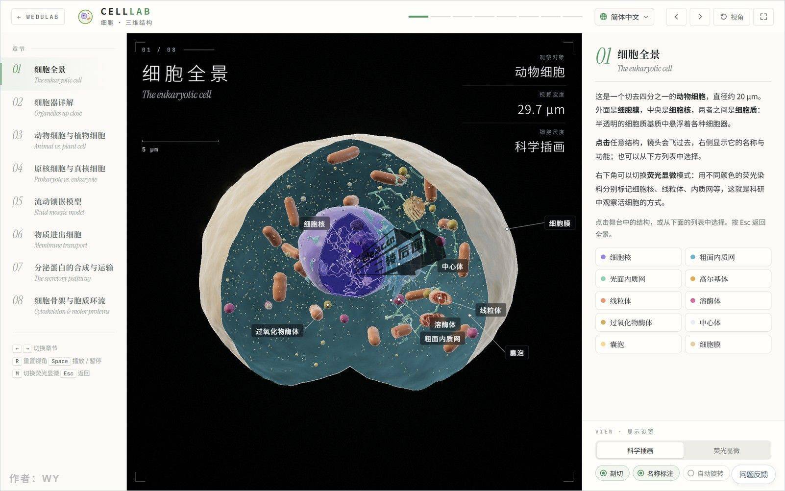 细胞三维结构：切开的动物细胞与细胞器标注，右侧可切换荧光显微模式